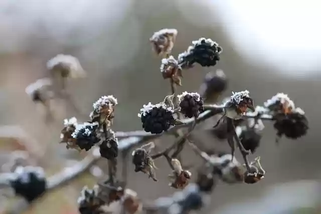 Free download winter frost cold nature free picture to be edited with GIMP free online image editor