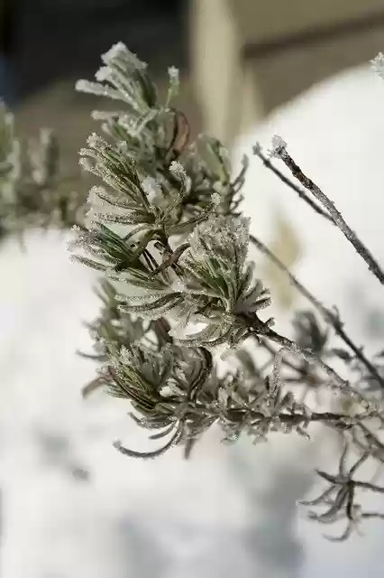 Free download Winter Frost Nature -  free photo or picture to be edited with GIMP online image editor