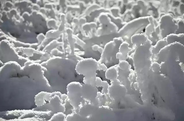 Free download winter frost snow cold ice weeds free picture to be edited with GIMP free online image editor