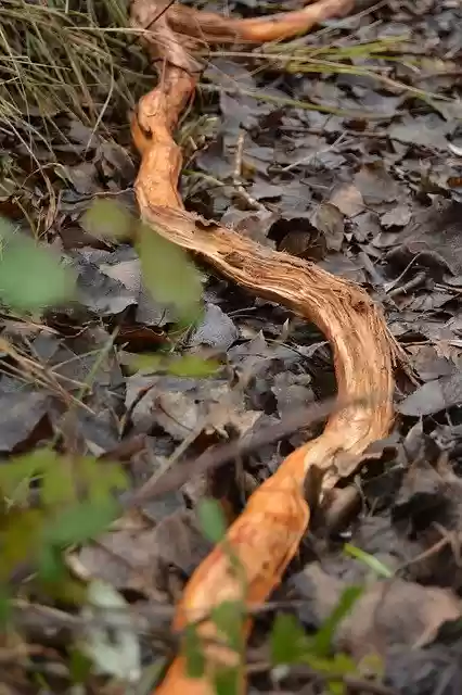 Free download Winter Leaves Soil -  free photo or picture to be edited with GIMP online image editor