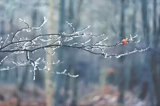 Free download winter m42 branch blade frost free picture to be edited with GIMP free online image editor