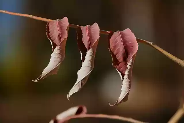 Free download winter natural branch the leaves free picture to be edited with GIMP free online image editor