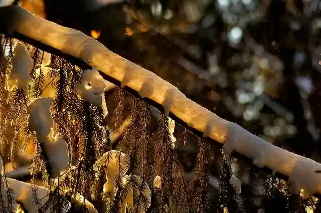 Free download Winter Snow Branch -  free photo or picture to be edited with GIMP online image editor