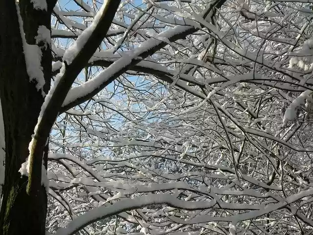 Free download Winter Snow Branches -  free free photo or picture to be edited with GIMP online image editor