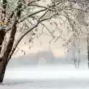 Winter snowfall  screen for extension Chrome web store in OffiDocs Chromium