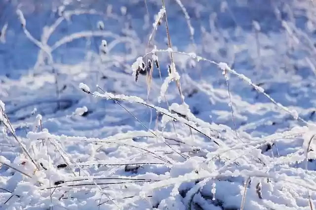 GIMPの無料オンライン画像エディタで編集できる、冬の雪草の季節の無料画像を無料でダウンロード