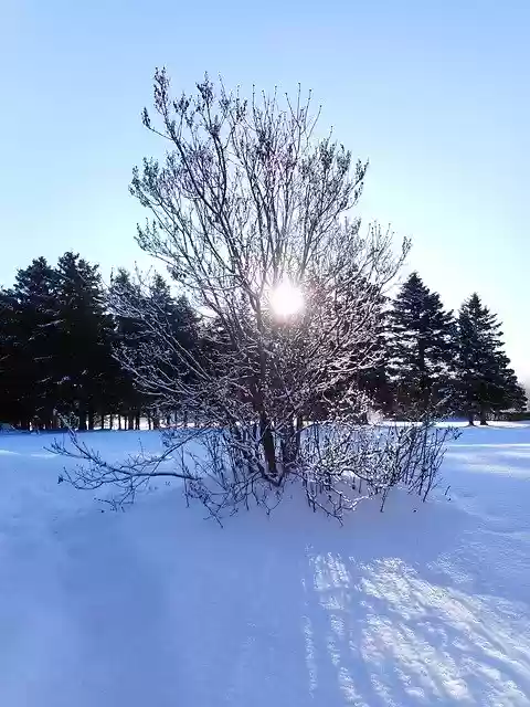 Free download Winter Snow Morning -  free free photo or picture to be edited with GIMP online image editor