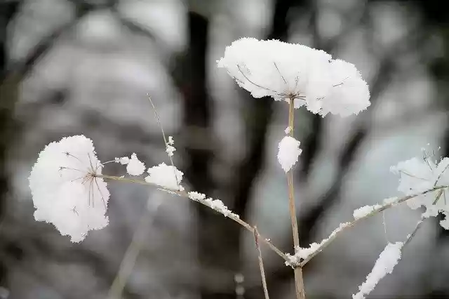 Free download Winter Snow Plant -  free photo or picture to be edited with GIMP online image editor