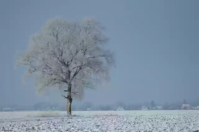 Free download Winter Snow White -  free free photo or picture to be edited with GIMP online image editor