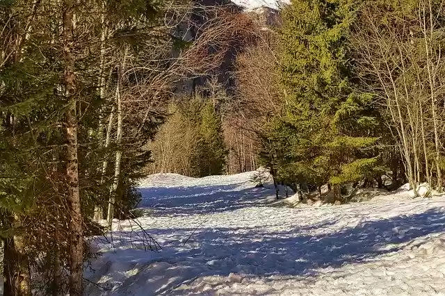 Free download winter trail nature forest trees free picture to be edited with GIMP free online image editor