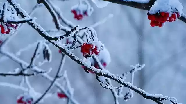 Free download Winter Transilvania Nature Red -  free photo or picture to be edited with GIMP online image editor