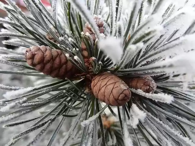 Free download Winter Tree Branch -  free photo or picture to be edited with GIMP online image editor