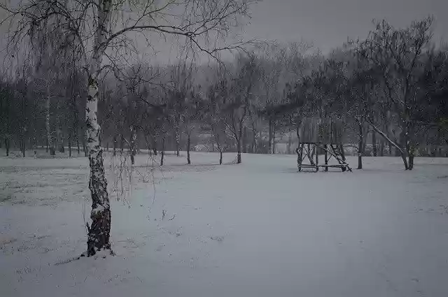 Descarga gratuita de la plantilla de fotografía gratuita Winter Tree Snow para editar con el editor de imágenes en línea GIMP
