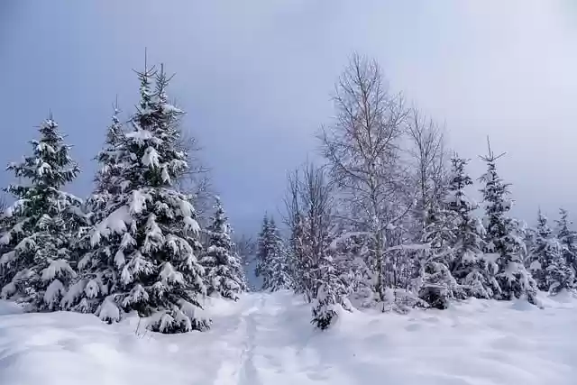 Free download winter trees snow landscape free picture to be edited with GIMP free online image editor