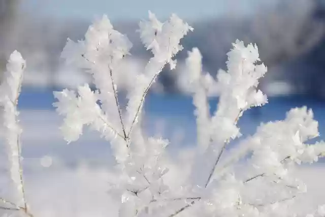 Free download winter twigs frost ice snow free picture to be edited with GIMP free online image editor