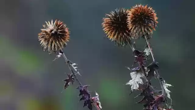 Free download winter wildflowers garden seeds free picture to be edited with GIMP free online image editor