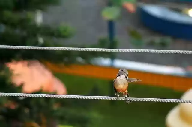 Free download Wise-Orange Blossom Bird Brazilian -  free photo or picture to be edited with GIMP online image editor
