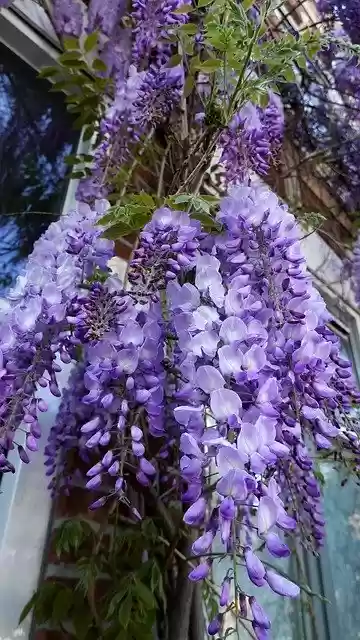 Download gratuito Wisteria Purple Flowering - foto o immagine gratuita da modificare con l'editor di immagini online di GIMP