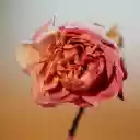 Withered flower  screen for extension Chrome web store in OffiDocs Chromium