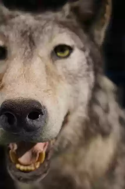 Free download Wolf Close Up Stuffed Animal -  free photo or picture to be edited with GIMP online image editor