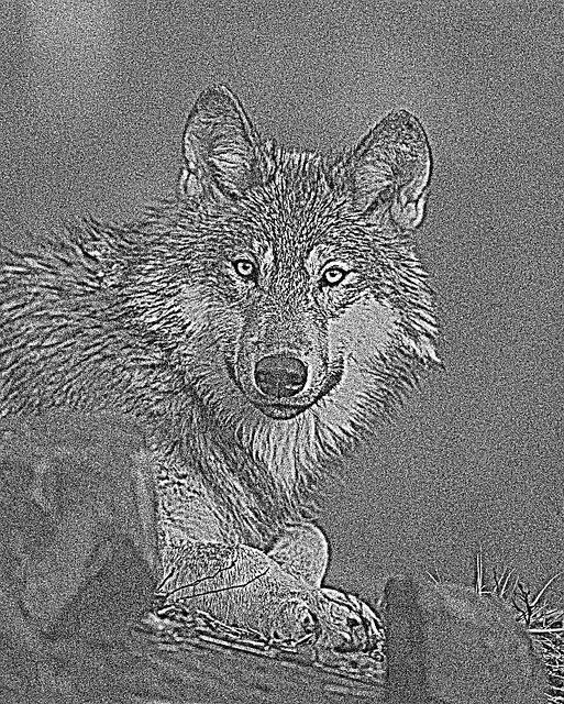 Free download Wolf Forest -  free illustration to be edited with GIMP free online image editor