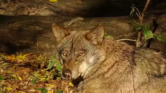Free download Wolf Iberian European -  free photo or picture to be edited with GIMP online image editor