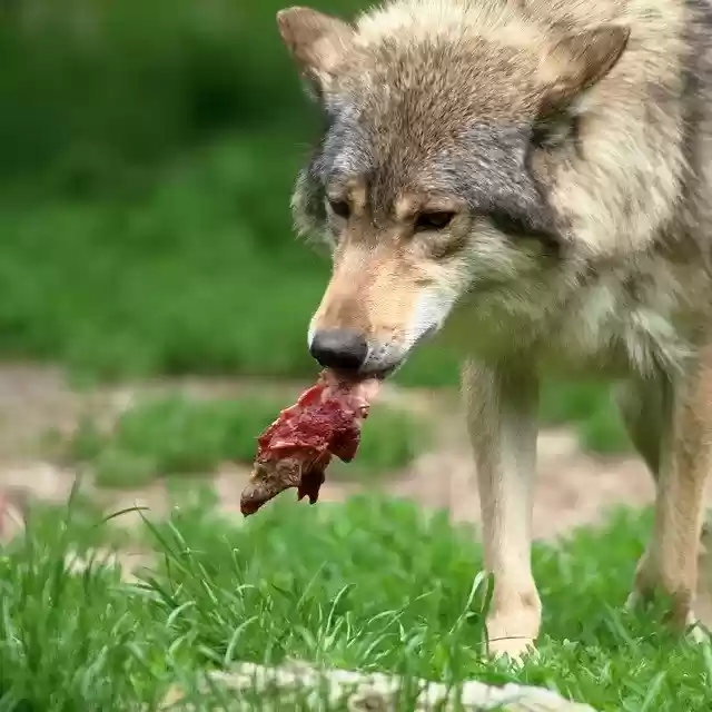 Free download Wolf Meat Carnivores -  free photo or picture to be edited with GIMP online image editor