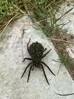 Free download Wolf Spider And Babies By Robert Canvin free photo or picture to be edited with GIMP online image editor