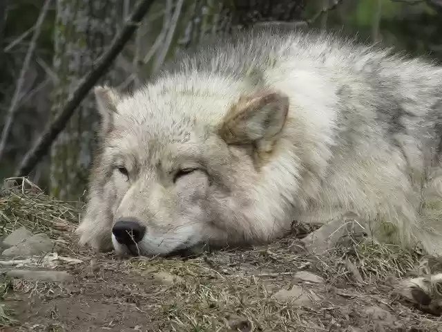 Free download Wolf Tired Sleep -  free photo or picture to be edited with GIMP online image editor