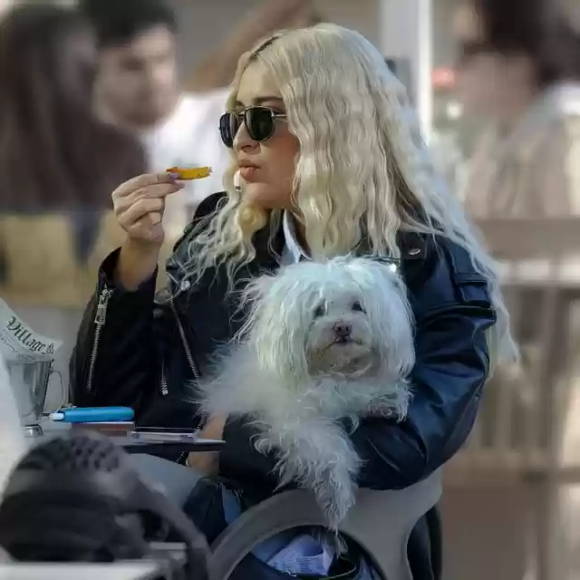 Free download woman girlie dog pet white fur free picture to be edited with GIMP free online image editor