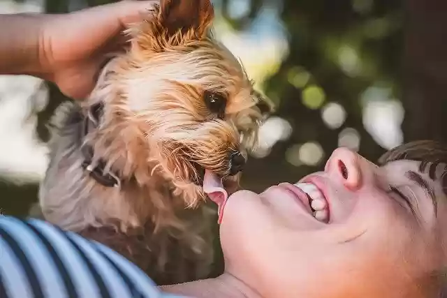 Free download woman yorkie friends dog free picture to be edited with GIMP free online image editor