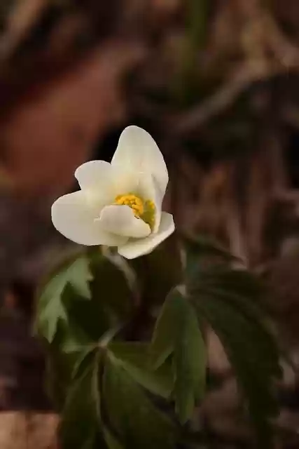 Free download wood anemones wild plant leaves free picture to be edited with GIMP free online image editor