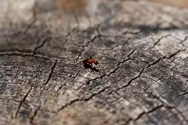 Free download Wood Ant Tree -  free photo or picture to be edited with GIMP online image editor