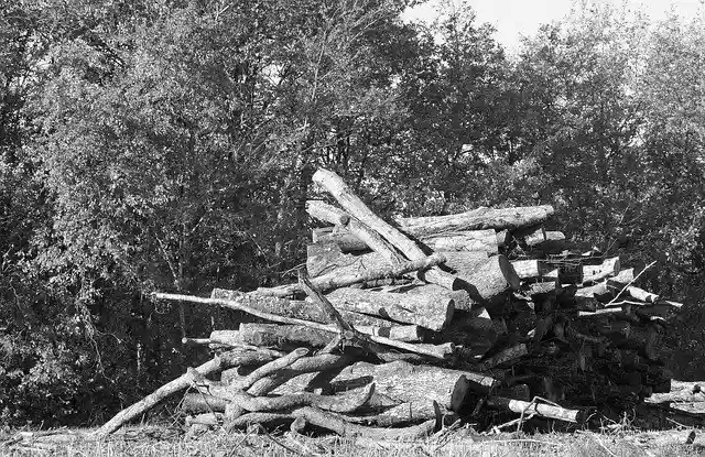 Free download Wood Cup Tree -  free free photo or picture to be edited with GIMP online image editor