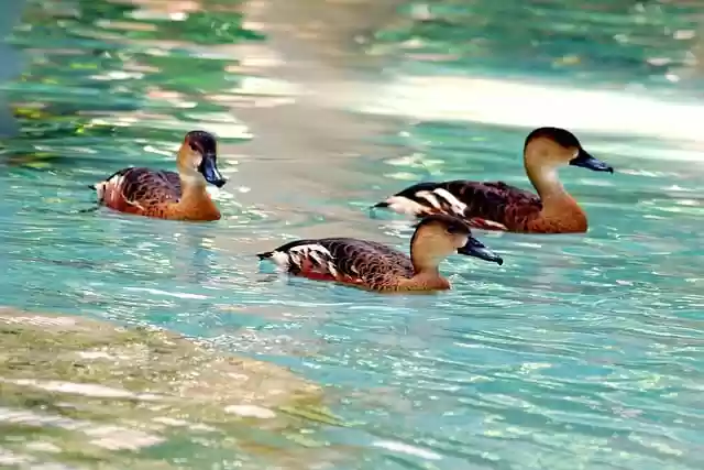 Free download wood duck ducks birds brown duck free picture to be edited with GIMP free online image editor