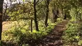 Free download Wood Forest Path -  free video to be edited with OpenShot online video editor