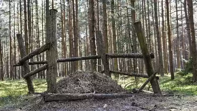 Free download Wood Formicary Anthill -  free photo or picture to be edited with GIMP online image editor