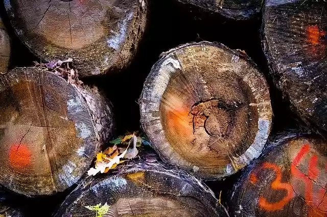 Free download Wood Log Nature -  free photo or picture to be edited with GIMP online image editor