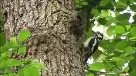 Free download Woodpecker Bird Nature -  free video to be edited with OpenShot online video editor