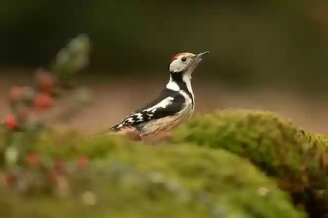 Free download woodpecker bird nature forest free picture to be edited with GIMP free online image editor