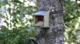 Free download Woodpecker Bird Plumage -  free video to be edited with OpenShot online video editor