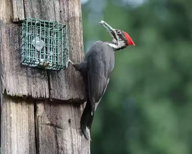 woodpecker bird wildlife beak by - Woodpeckerbirdwildlifebeak .webp