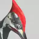 Woodpecker Ku  screen for extension Chrome web store in OffiDocs Chromium
