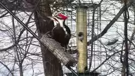Free download Woodpecker Pileated Bird -  free video to be edited with OpenShot online video editor