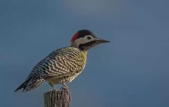 Free download woodpecker wild bird ornithology free picture to be edited with GIMP free online image editor