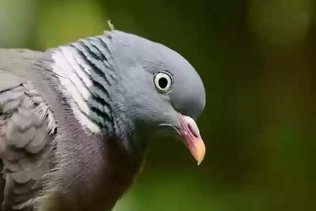 Free download wood pigeon bird beak plumage view free picture to be edited with GIMP free online image editor