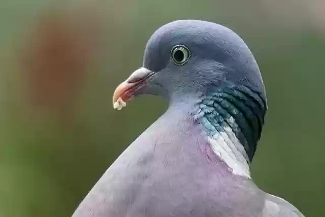 Free download wood pigeon dove columba palumbus free picture to be edited with GIMP free online image editor