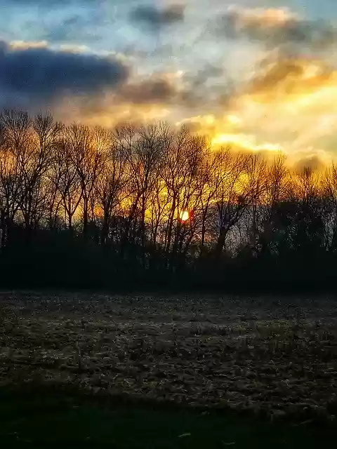 Free download Woods Cornfield Landscape -  free free photo or picture to be edited with GIMP online image editor