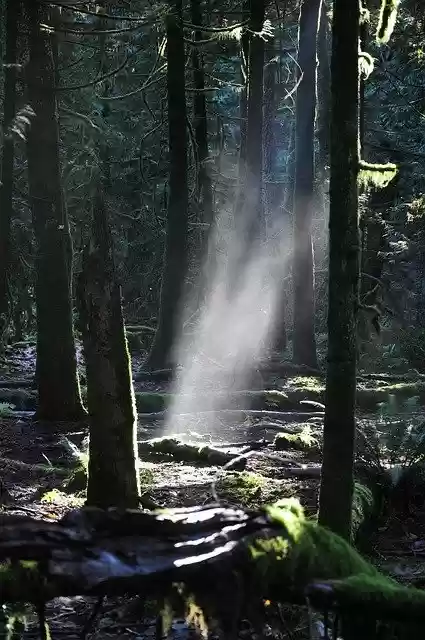 Free download Woods Forest Sunrays -  free photo template to be edited with GIMP online image editor