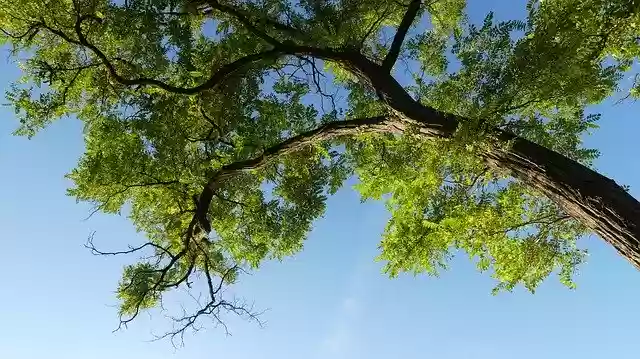 Free download Wood Sky Foliage -  free photo or picture to be edited with GIMP online image editor